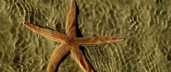 starfish, at the bottom Wallpaper 2560x1080