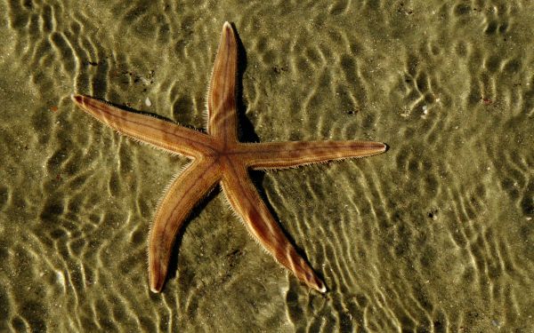 starfish, at the bottom Wallpaper 2560x1600