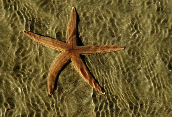 starfish, at the bottom Wallpaper 3652x2488