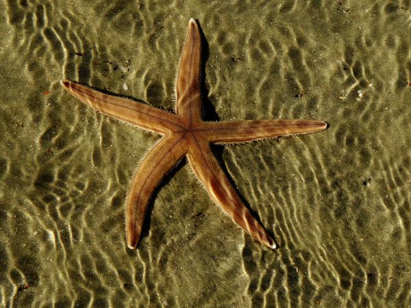 starfish, at the bottom Wallpaper 800x600