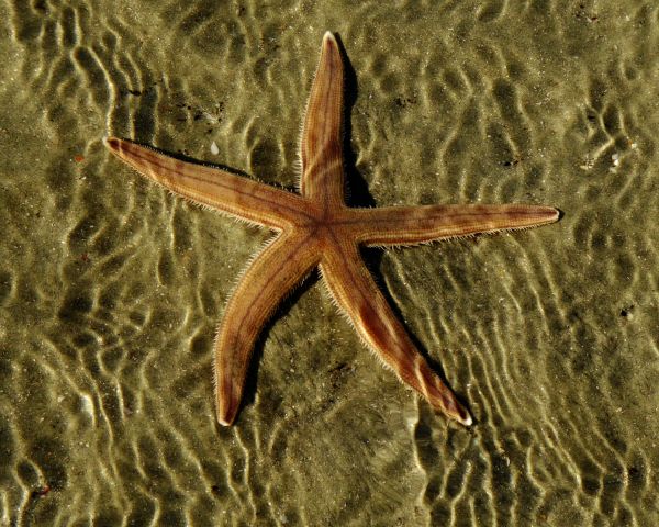 starfish, at the bottom Wallpaper 1280x1024