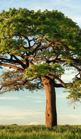 tree, grass, sky Wallpaper 600x1024