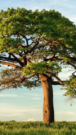 tree, grass, sky Wallpaper 640x1136