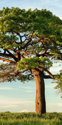 tree, grass, sky Wallpaper 720x1440