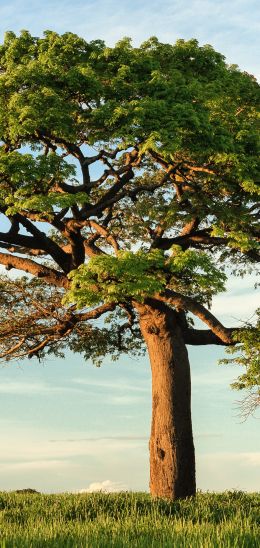 tree, grass, sky Wallpaper 1080x2280