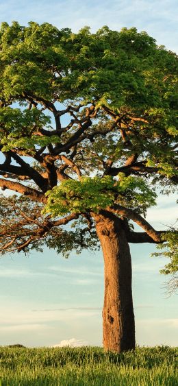 tree, grass, sky Wallpaper 1080x2340