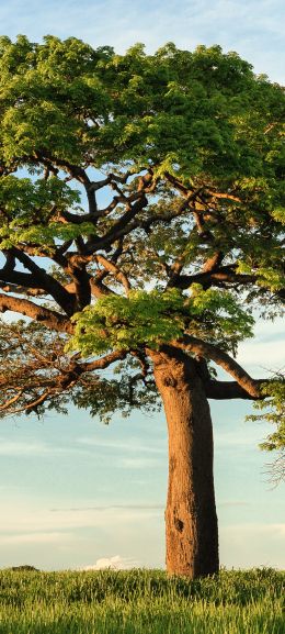 tree, grass, sky Wallpaper 720x1600