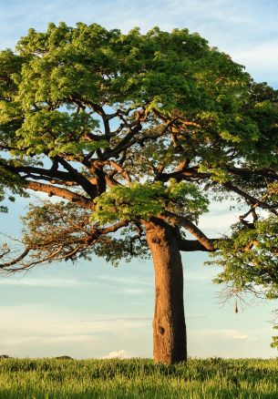 tree, grass, sky Wallpaper 1640x2360