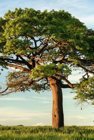 tree, grass, sky Wallpaper 640x960