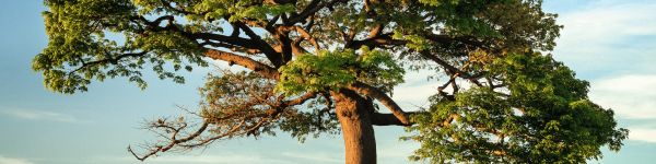 tree, grass, sky Wallpaper 1590x400