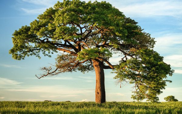 tree, grass, sky Wallpaper 1920x1200