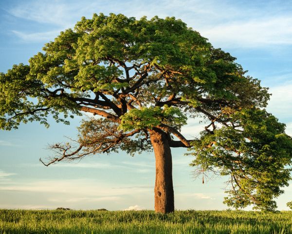 tree, grass, sky Wallpaper 1280x1024