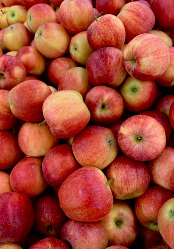 apples, fruit Wallpaper 1668x2388