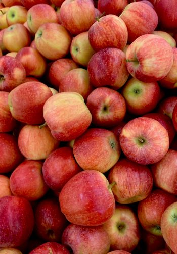 apples, fruit Wallpaper 1640x2360