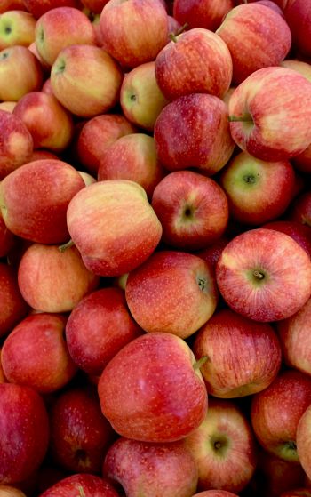 apples, fruit Wallpaper 1752x2800