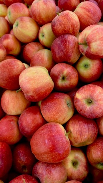 apples, fruit Wallpaper 640x1136