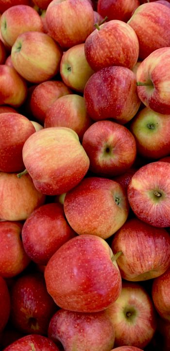 Обои 1080x2220 яблоки, фрукты