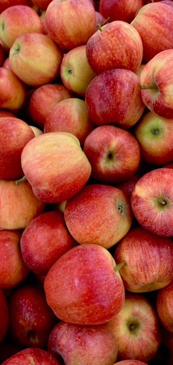 apples, fruit Wallpaper 720x1520