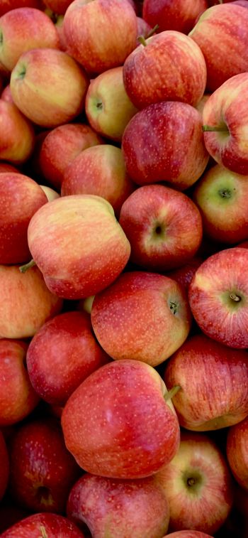 Обои 828x1792 яблоки, фрукты