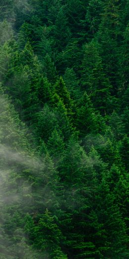 coniferous forest Wallpaper 720x1440