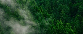 coniferous forest Wallpaper 2560x1080