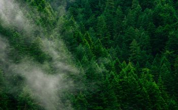 coniferous forest Wallpaper 2560x1600