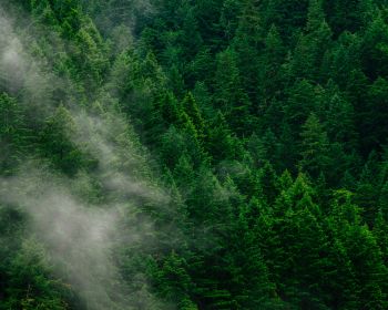 coniferous forest Wallpaper 1280x1024