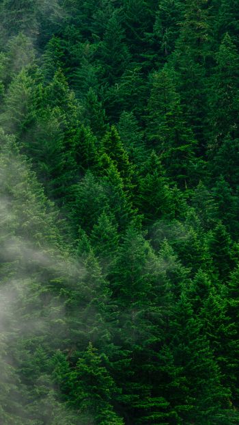 coniferous forest Wallpaper 640x1136