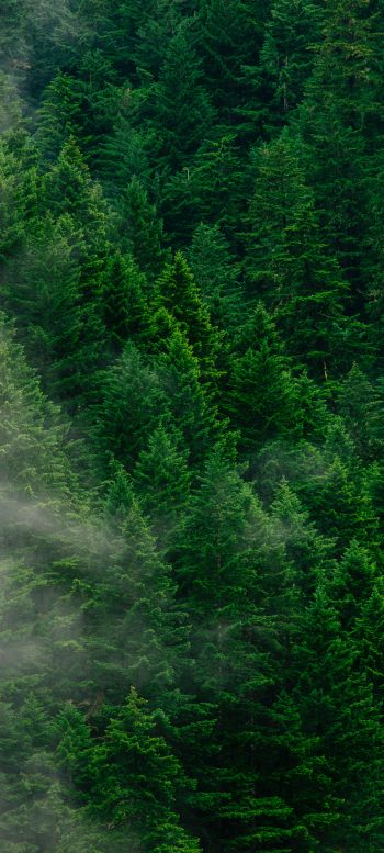 coniferous forest Wallpaper 1080x2400