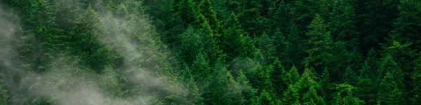 coniferous forest Wallpaper 1590x400