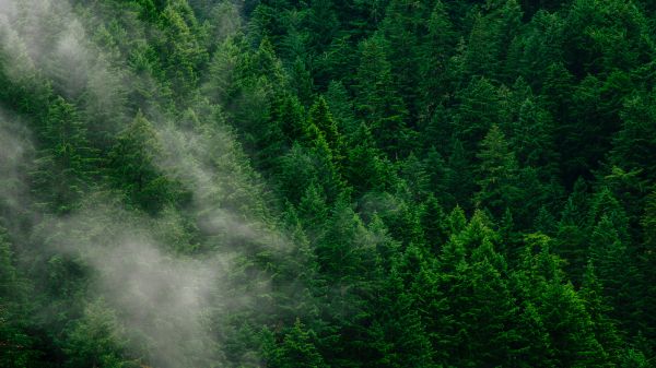 coniferous forest Wallpaper 1600x900