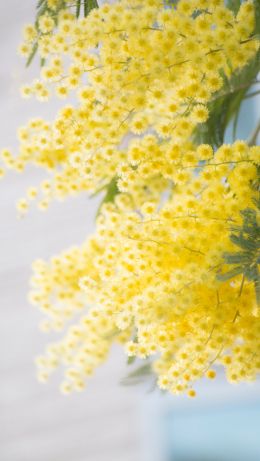 mimosa, bloom Wallpaper 640x1136