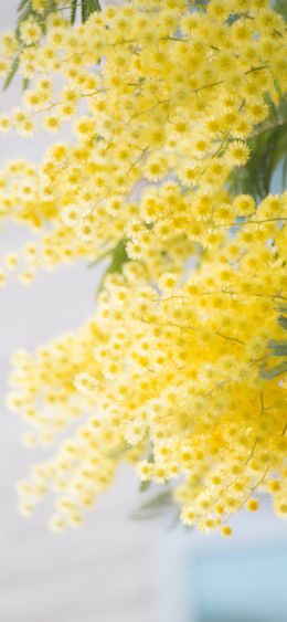 mimosa, bloom Wallpaper 1080x2340