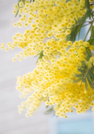 mimosa, bloom Wallpaper 1668x2388