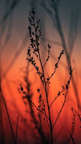 plant, sunset, herbarium Wallpaper 1080x1920