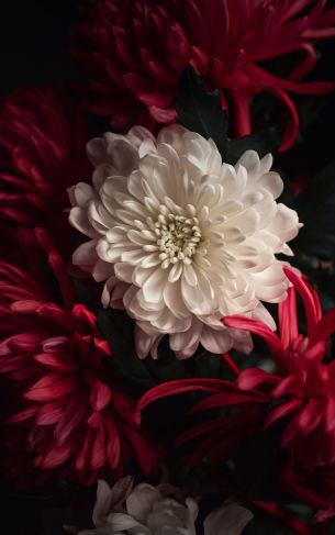 flower, chrysanthemum Wallpaper 1752x2800