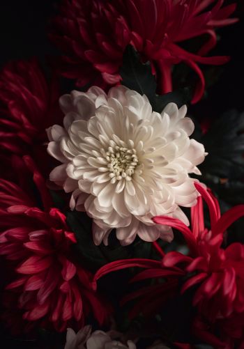 flower, chrysanthemum Wallpaper 1668x2388
