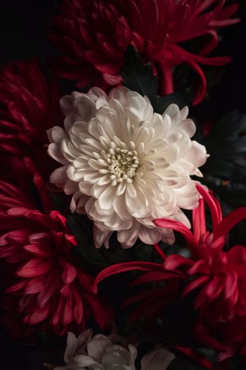 flower, chrysanthemum Wallpaper 640x960