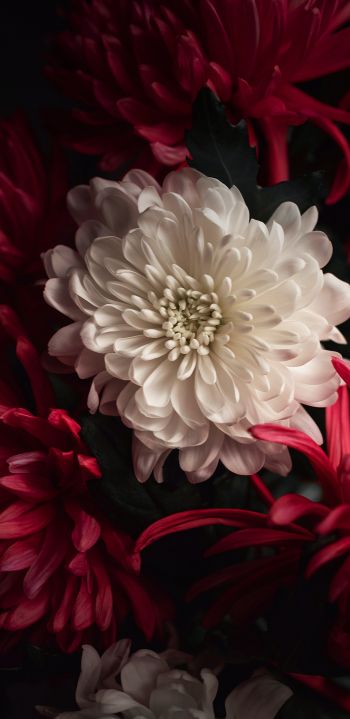 flower, chrysanthemum Wallpaper 1080x2220