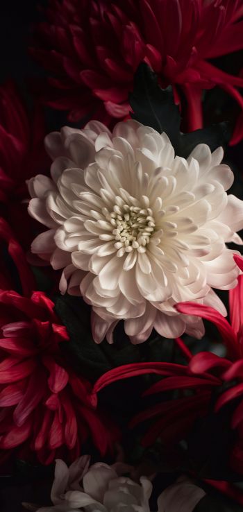 flower, chrysanthemum Wallpaper 720x1520