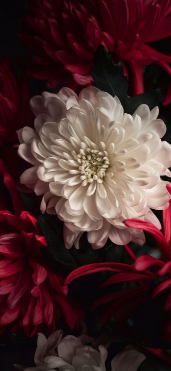 flower, chrysanthemum Wallpaper 828x1792