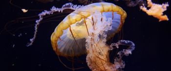 Обои 3440x1440 Аквариум Драйв, США, медуза