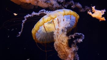 Обои 1366x768 Аквариум Драйв, США, медуза
