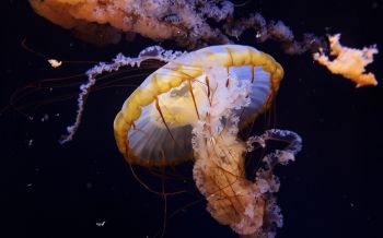 Обои 2560x1600 Аквариум Драйв, США, медуза