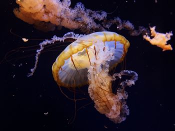 Обои 1024x768 Аквариум Драйв, США, медуза