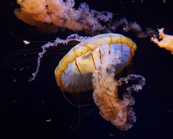 Обои 1280x1024 Аквариум Драйв, США, медуза