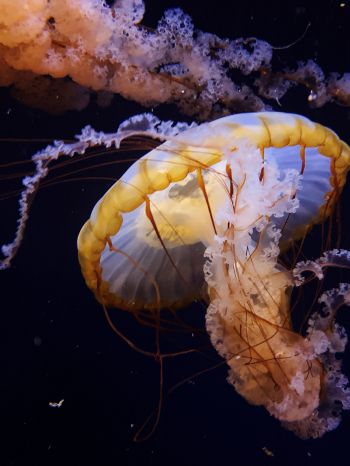Обои 2048x2732 Аквариум Драйв, США, медуза