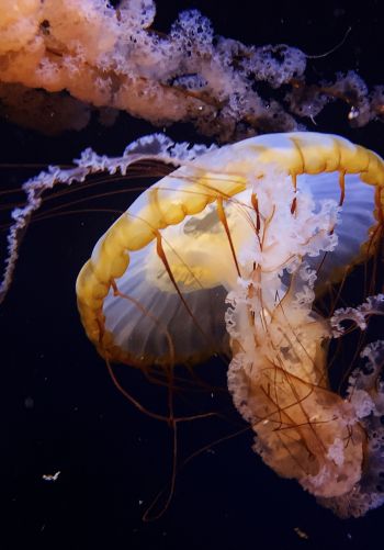Обои 1668x2388 Аквариум Драйв, США, медуза