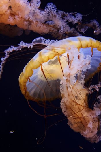 Обои 640x960 Аквариум Драйв, США, медуза