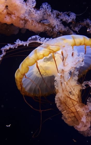 Обои 1600x2560 Аквариум Драйв, США, медуза